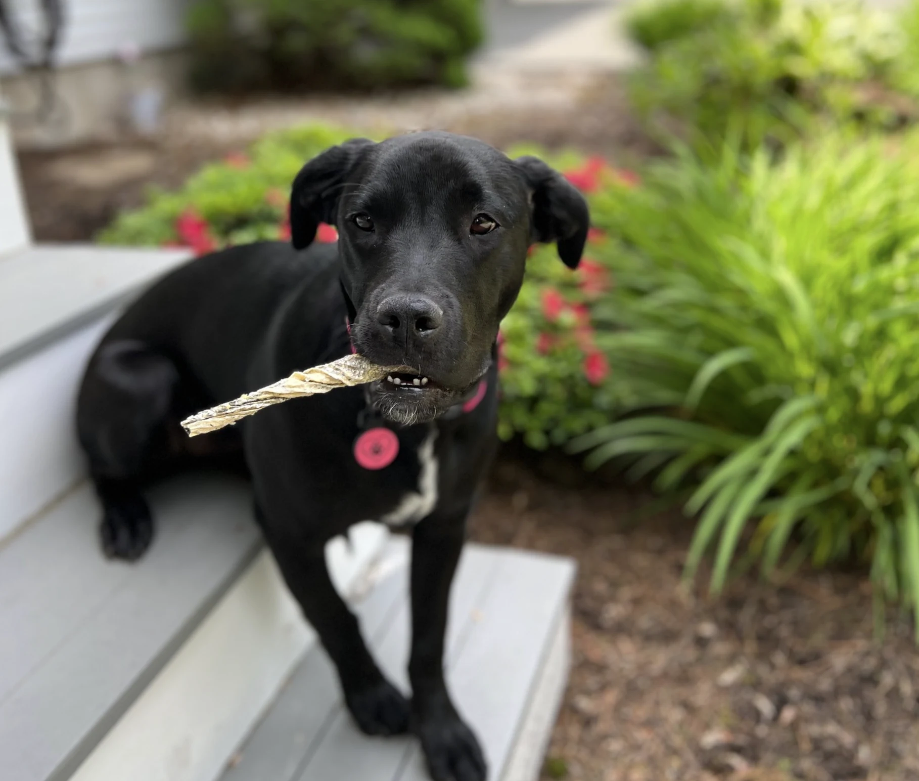 Dog eating Dockside Cod Skins Treat